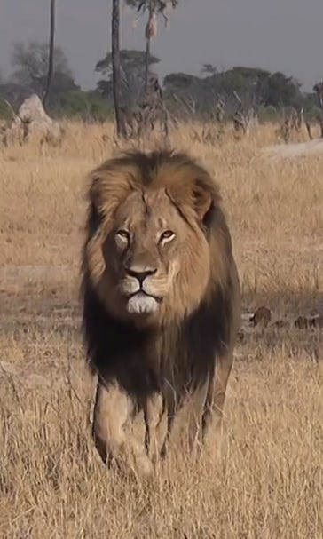 WATCH: Jimmy Kimmel crushes hunter who slaughtered famous African lion